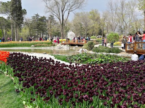 Emirganas, Tulpės, Festivalis, Istanbulas