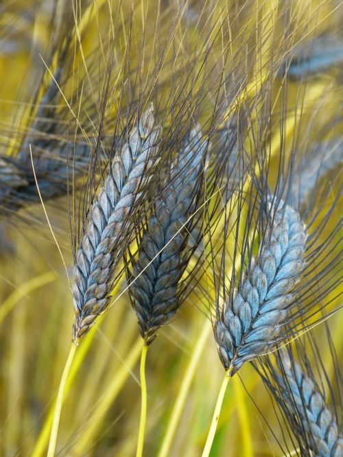 Emmer, Urkorn, Grūdai, Atratumgetreide, Javai, Augti, Derlius, Gamta, Žemdirbystė, Triticum Dicoccum Black Emmer, Maistas, Triticum Dicoccon Var