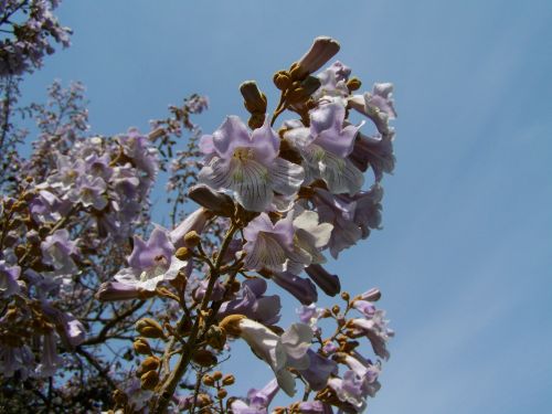 Imperatoriaus Žydintis Medis, Šviesiai Alyvinė Gėlė, Pavasaris