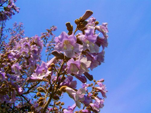 Imperatoriaus Žydintis Medis, Violetinės Gėlės Paulownia Tomentosa, Pavasaris