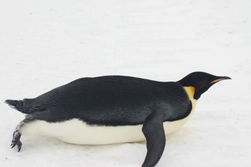 Imperatoriaus Pingvinas, Ledas, Sniegas, Ant, Antarctica, Laukinė Gamta, Paukštis
