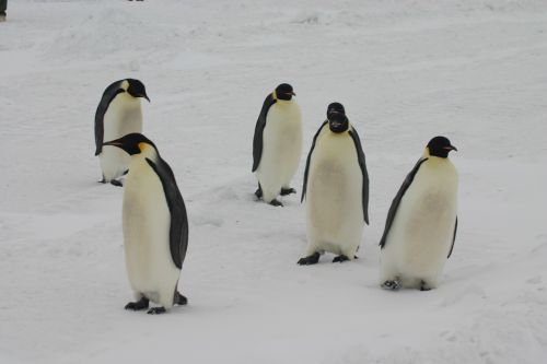 Imperatoriaus Pingvinas, Antarctica, Pingvinas