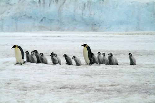 Imperatoriaus Pingvinas, Antarctica, Laukinė Gamta, Pingvinas