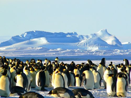 Imperatoriaus Pingvinas, Antarctic, Gyvenimas, Gyvūnas, Ledas, Antarctica, Šaltas, Laukiniai, Natūralus, Izoliuotas, Dykuma, Laukinė Gamta, Gamta, Polar, Paukščiai, Sušaldyta, Sniegas