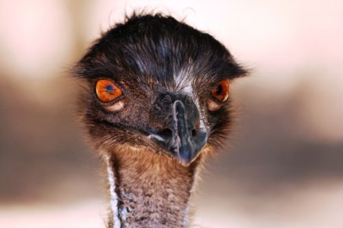 Emu, Galva, Australia, Akys, Žvilgsnis, Paukštis