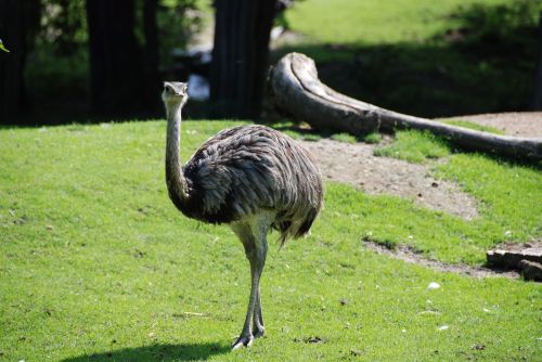 Emu, Zoologijos Sodas, Neskraidantis Paukštis
