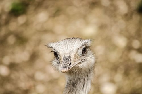 Emu, Paukštis, Zoologijos Sodas, Neskraidantis Paukštis