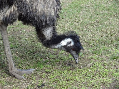 Emu, Paukštis, Australia, Laukinė Gamta, Skrydis Be Skrydžio, Galva, Snapas, Plunksnos, Akis
