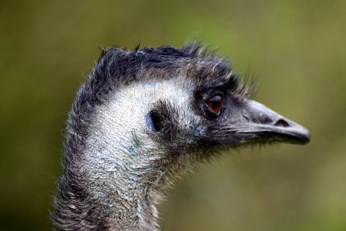 Emu, Neskraidantis Paukštis, Galva