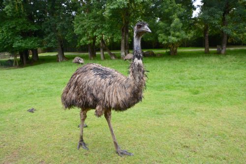 Emu, Didelis Paukštis, Plunksnos, Gamta, Plumėjimas, Emu Australia