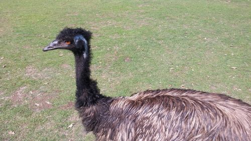 Emu, Zoologijos Sodas, Pm, Lauke, Gyvūnas, Naujas Miestas, Paukščiai, Australia, Gamta