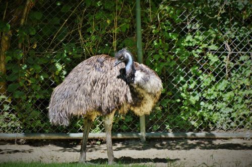 Emu, Neskraidantis Paukštis, Paukštis, Skrydis Be Lėktuvo Laufvogel, Zoologijos Sodas, Gyvūnų Pasaulis, Tierpark Hellabrunn