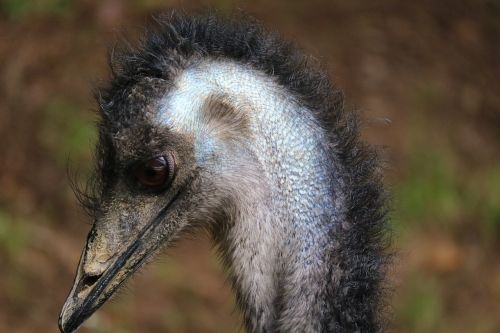 Emu, Laukinės Gamtos Fotografija, Paukštis, Sąskaitą, Galva, Portretas, Gyvūnų Pasaulis, Uždaryti, Neskraidantis Paukštis