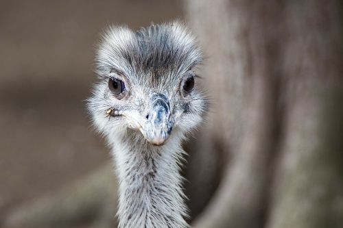 Emu, Gyvūnas, Paukštis, Gamta, Sąskaitą, Portretas, Uždaryti, Neskraidantis Paukštis