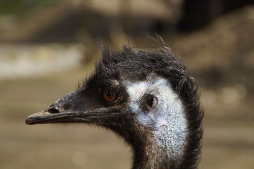 Emu, Galva, Portretas, Veidas, Neskraidantis Paukštis, Australia, Sąskaitą, Zoologijos Sodas
