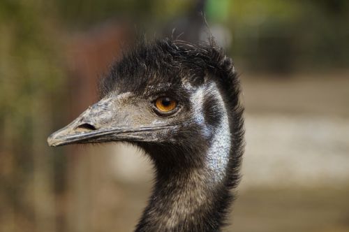 Emu, Neskraidantis Paukštis, Paukštis, Galva, Veidas, Uždaryti