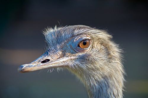 Emu, Zoologijos Sodas, Gyvūnas, Galva, Sąskaitą, Laukinės Gamtos Fotografija, Didelis Emu, Portretas, Uždaryti, Akys, Paukštis, Neskraidantis Paukštis