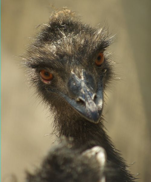 Emu, Portretas, Zoologijos Sodas