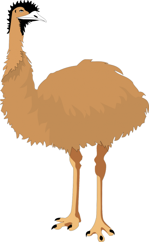 Emu, Skrydis Be Skrydžio, Paukštis, Sparnai, Australia, Kaklas, Žvilgsnis, Nemokama Vektorinė Grafika