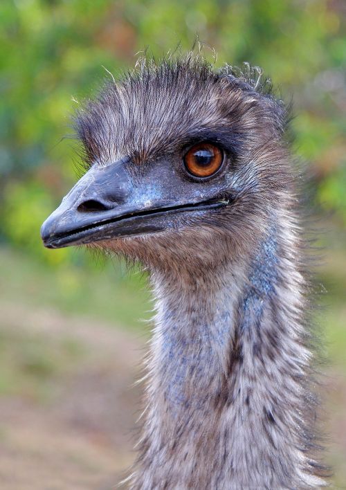 Emu, Australia, Vakarų Australija, Dromaius Novaehollandiae, Paukštis, Snapas, Plunksnos, Gyvūnas