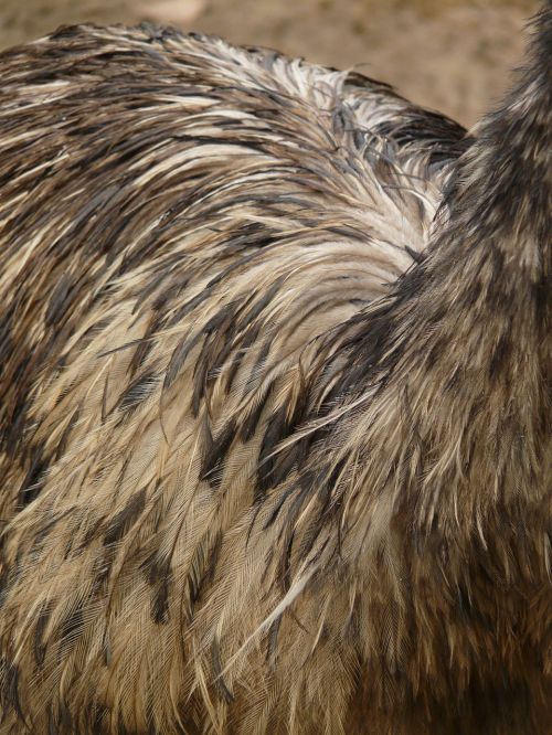 Emu, Plumėjimas, Paukštis, Plunksna, Gyvūnas, Dromaiidae, Dromaius, Skrydis Be Lėktuvo Laufvogel, Struthioniformes, Neskraidantis Paukštis, Didelis Emu, Dromaius Novaehollandiae