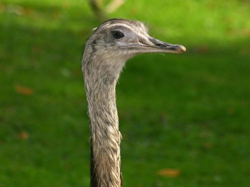 Emu, Paukštis, Galva