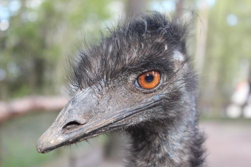 Emu,  Gyvūnas,  Paukštis,  Galva,  Didelis Emu,  Dromaius Novaehollandiae,  Laukinės Gamtos Fotografija,  Zoologijos Sodas,  Joe Bodemann