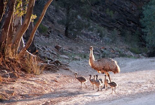 Emu, Australia, Paukštis, Gyvūnas