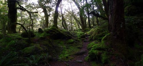Enchanted Miško, Pasaka, Miškas, Gamta, Naujoji Zelandija