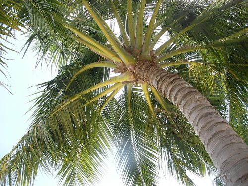 Nesibaigianti Vasara, Palmių Vaisiai, Pietų Sala