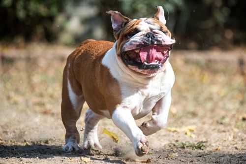 Anglų Buldogas, Bullie, Patyčias, Šuo, Anglų, Buldogas, Grynakraujis