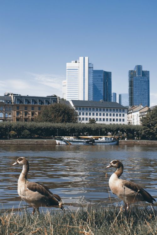 Visiškai, Frankfurtas, Upė, Pagrindinis, Panorama, Miesto Centras, Dangoraižiai, Architektūra, Vanduo, Pastatas, Miestas, Vokietija, Gyvūnai, Paukštis, Paukščiai