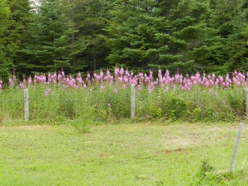 Fireweed,  Augalas,  Gimtoji,  Aguanish,  Quebec,  Kanada,  Rožinis,  Fireweed 2016 (10)
