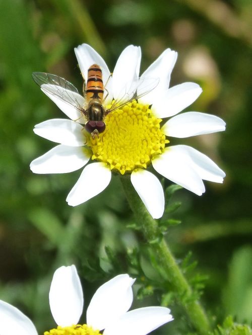 Episyrphus Balteatus, Hoverfly, Syrphidae, Vabzdys, Klaidingas Osas, Daisy