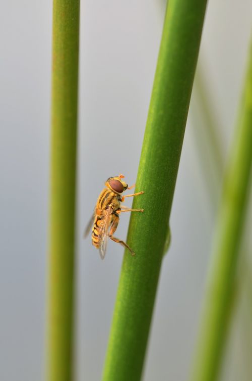 Episyrphus Balteatus, Hoverfly, Vabzdys, Gamta, Nendrė, Makro, Uždaryti