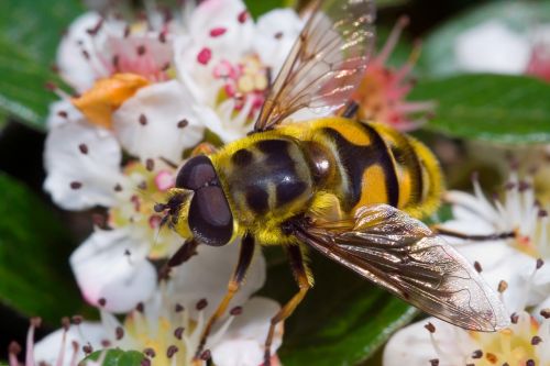 Episyrphus Balteatus, Makro, Uždaryti, Vabzdys, Gamta, Hoverfly