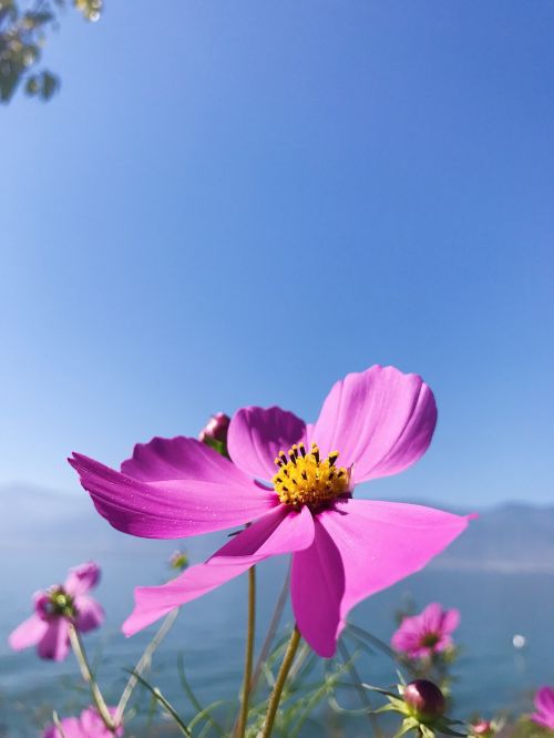 Erhai Ežeras, Yunnan Provincijoje, Dviguba Galerija, Gėlė