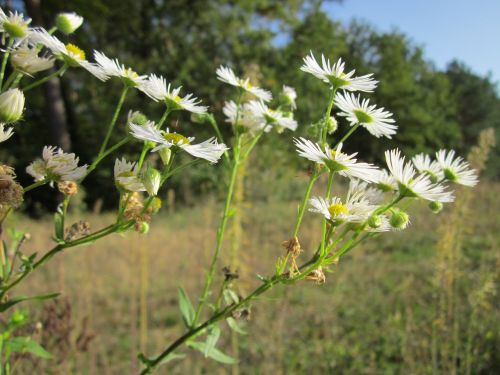 Erigeron,  Daisy,  Wildflower,  Flora,  Botanika,  Augalas,  Žiedas