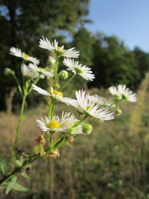 Erigeron,  Daisy,  Wildflower,  Flora,  Botanika,  Augalas,  Žiedas