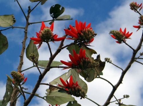 Erythrina Indica, Gėlė, Raudona, Koralų Medis, Saulės Medis, Indija