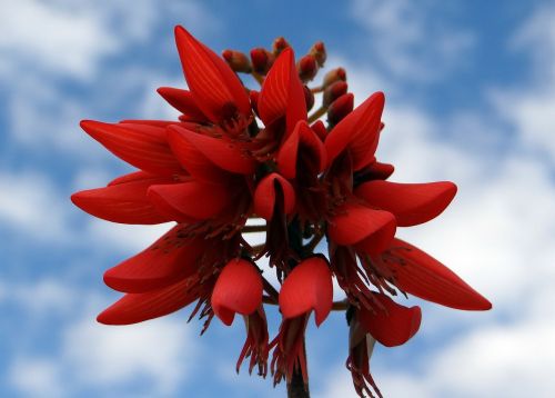 Erythrina Indica, Raudona, Gėlė, Koralų Medis, Saulės Medis, Indija