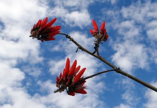 Erythrina Indica, Raudona, Gėlė, Koralų Medis, Saulės Medis, Indija
