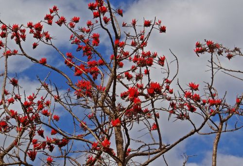 Erythrina Indica, Koralų Medis, Raudona, Gėlė, Saulės Medis, Indija