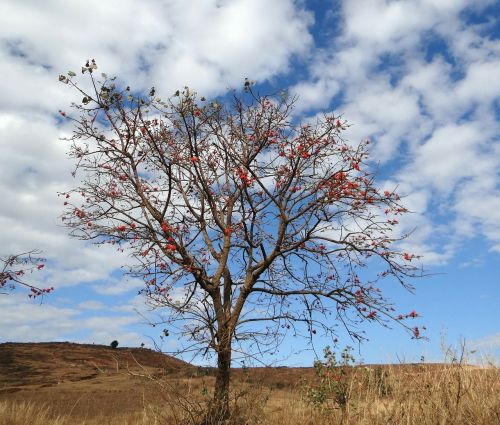 Erythrina Indica, Koralų Medis, Raudona, Gėlė, Saulės Medis, Indija