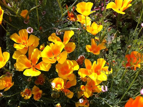 Eschscholzia Californica, Gėlės, Geltona, Augalas, Flora, Gamta, Vasaros Gėlės, Aguona