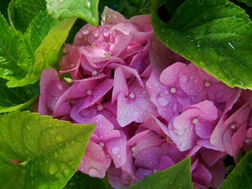 Esőcseppes Hydrangeas, Rožinis, Vasaros Gėlių Sodas