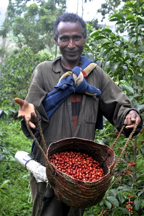Etio, Kava, Ūkis