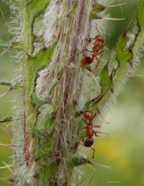 Skruzdėlės,  Ant,  Ant & Nbsp,  Eteris,  Gaisrininkas,  Myrmicinae Thistle
