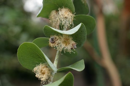 Eucalyptus Pulverulenta,  Apklausiamas Eukaliptas,  Be Honoraro Mokesčio