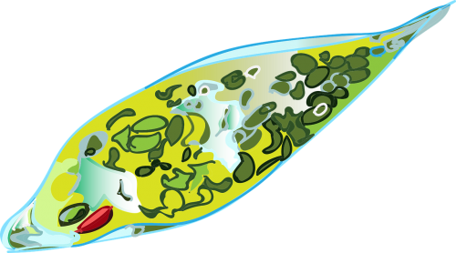 Euglena, Mikroorganizmai, Mityba, Žalias, Nemokama Vektorinė Grafika